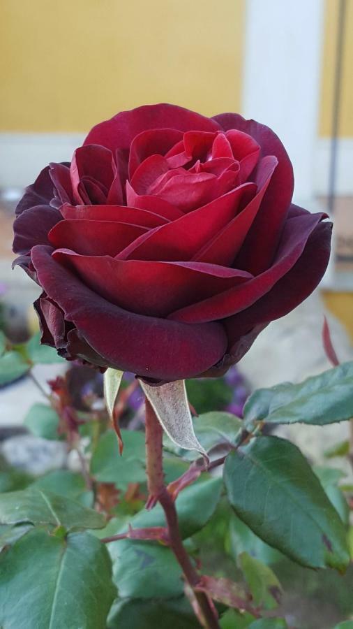 Vila Le Rose Di Modica Exteriér fotografie